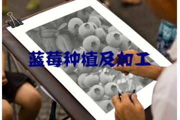 制約我國藍(lán)莓行業(yè)因素與市場化程度分析（附報告目錄）
