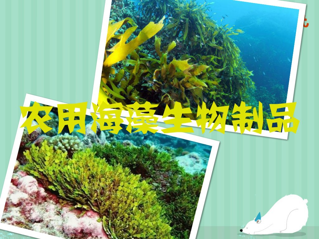 2020-2026年中國農(nóng)用海藻生物制品行業(yè)發(fā)展與市場前景預(yù)測報(bào)告(圖1)